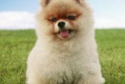 博美爆料新闻报道视频播放,揭秘视频播放背后的真相